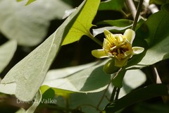 Passiflora holosericea